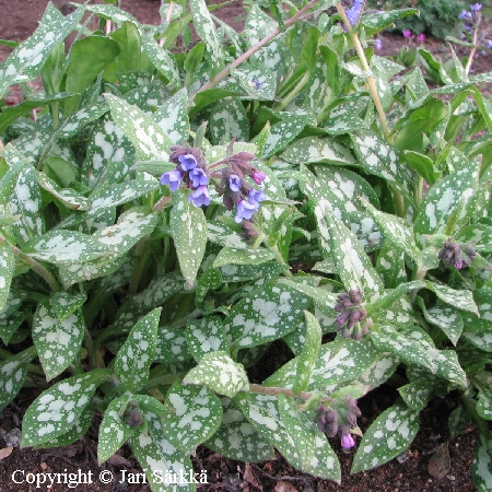 Pulmonaria saccharata 'Mrs Moon'